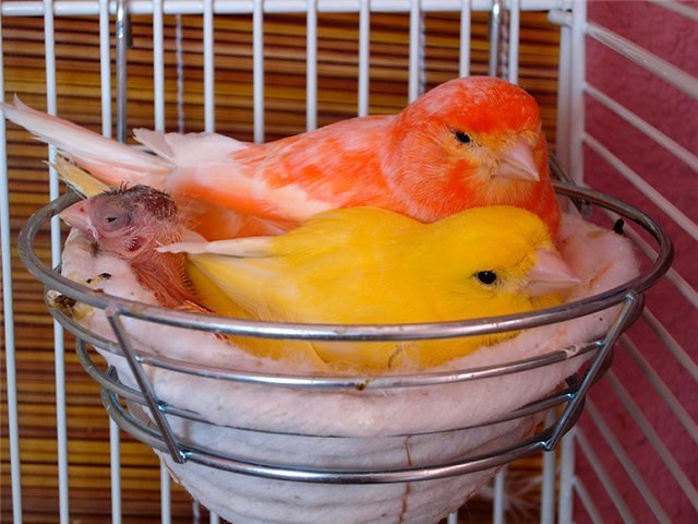 Содержание канареек и уход за ними в Чамзинке
