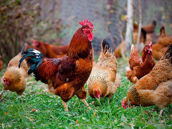 Породы куриц | ЗооТом - продажа, вязка и услуги для животных в Чамзинке