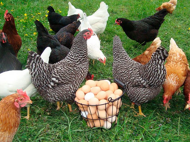 Содержание кур и уход за ними | ЗооТом - продажа, вязка и услуги для животных в Чамзинке