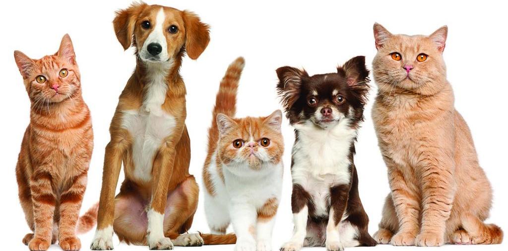 Доска объявлений о животных | ЗооТом - продажа, вязка и услуги для животных в Чамзинке