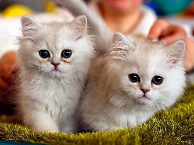 Породы кошек в Чамзинке | ЗооТом портал о животных