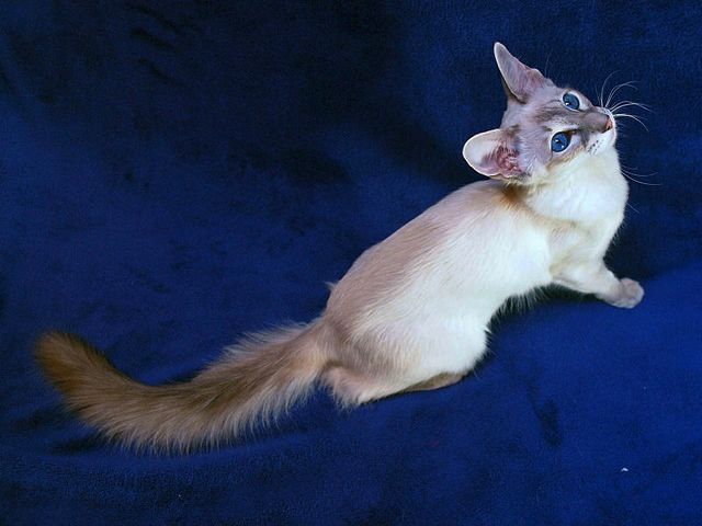 Выведенные породы кошек в Чамзинке | ЗооТом портал о животных