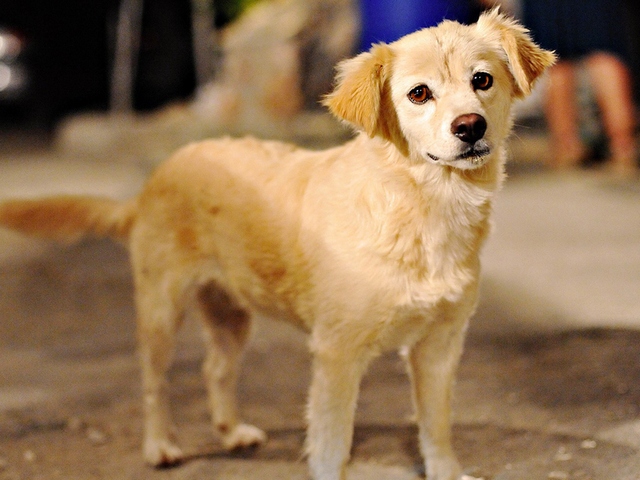 Породы собак в Чамзинке | ЗооТом портал о животных