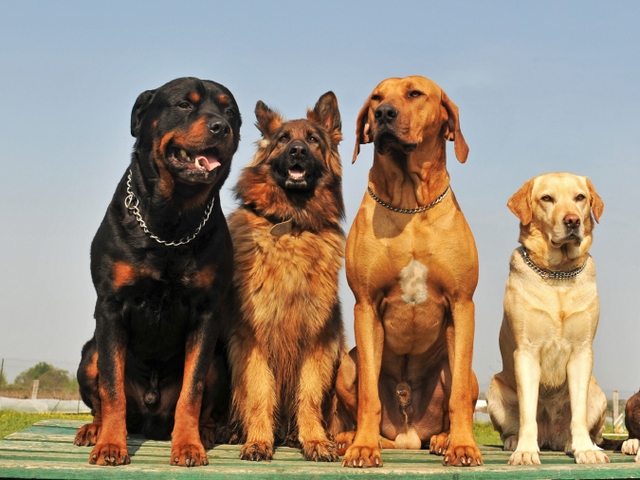 Крупные породы собак в Чамзинке | ЗооТом портал о животных
