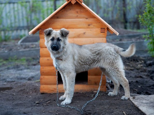 Все о собаках в Чамзинке Все о собаках в Чамзинке